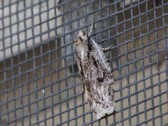 Semioscopis
