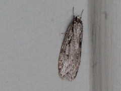 Semioscopis