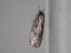 Semioscopis