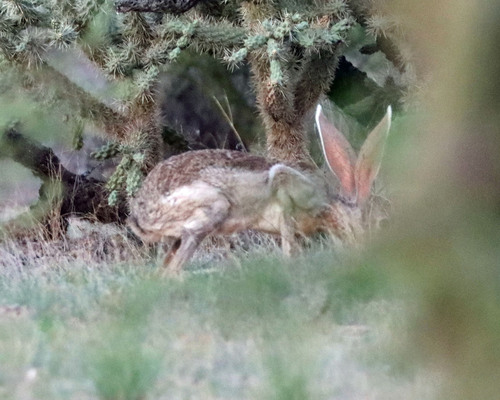 Antelope Jackrabbit observed by dutchjohn
