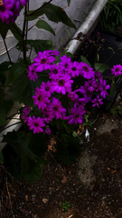 Pericallis × hybrida