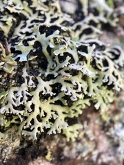 Heterodermia neglecta