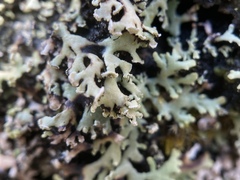 Heterodermia neglecta