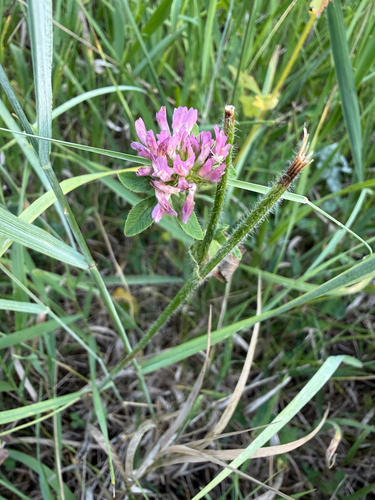 Red Clover