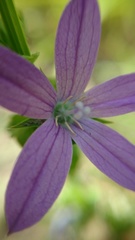 Triodanis perfoliata