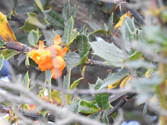 Berberis ilicifolia