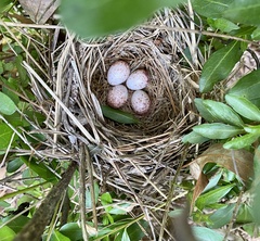 Pipilo erythrophthalmus