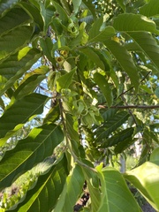 Cananga odorata