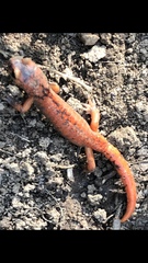 Ensatina eschscholtzii xanthoptica × platensis
