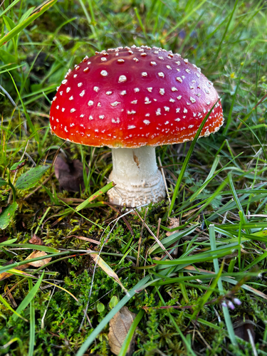 Fly Agaric