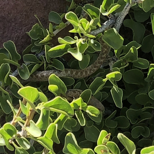 Desert Nightsnake, Hypsiglena chlorophaea