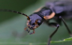 Cantharis obscura