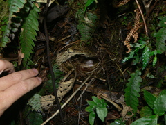 Myiothlypis coronata