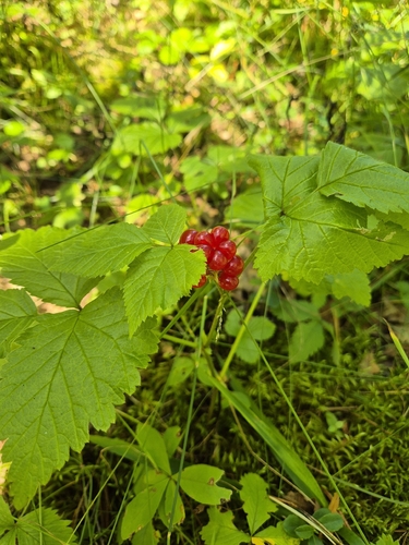 Stone Bramble