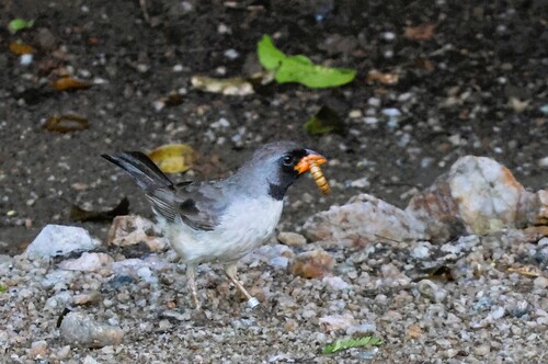 Black-throated Saltator (Saltatricula atricollis), photo 3