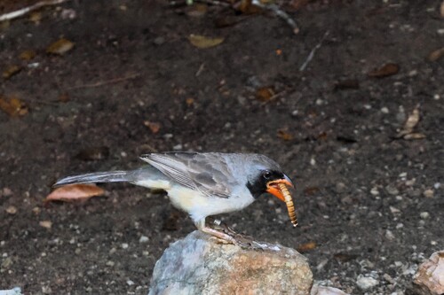 Black-throated Saltator (Saltatricula atricollis), photo 8