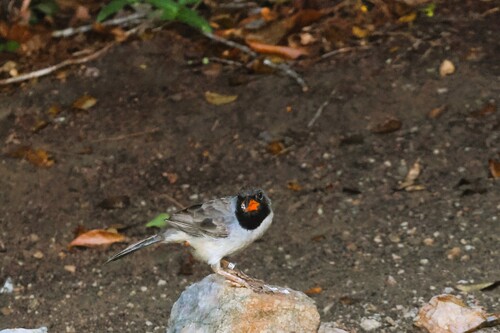Black-throated Saltator (Saltatricula atricollis), photo 9