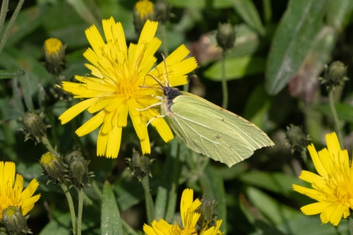 Common Brimstone