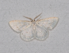 Protitame virginalis