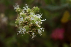 Origanum majorana