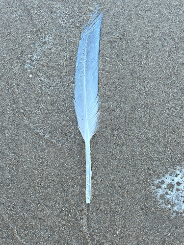 Plume de Goéland à bec cerclé
