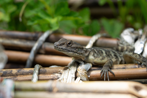 Wui’s Rock Agama, Laudakia wui