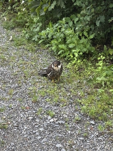 Eurasian Hobby