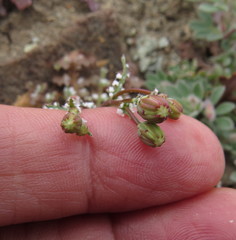 Malacothrix floccifera