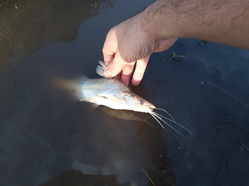 Catfish (Parapimelodus valenciennis) — Pimelodidae — 3