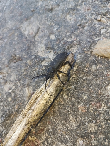 Weaver beetle