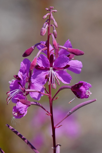 Fireweed