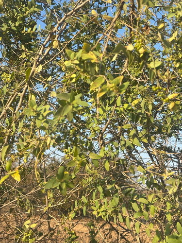 Bushveld Moonseed Creeper