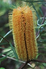 Banksia collina