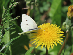 Pieris rapae