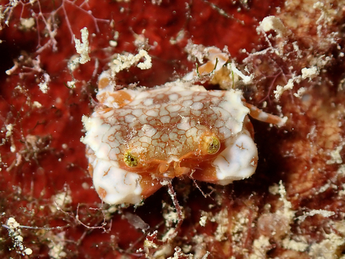 Lophozozymus pulchellus observed 2026-08-03