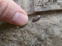 Oniscus asellus