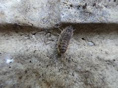 Oniscus asellus