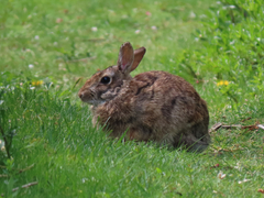 Sylvilagus floridanus
