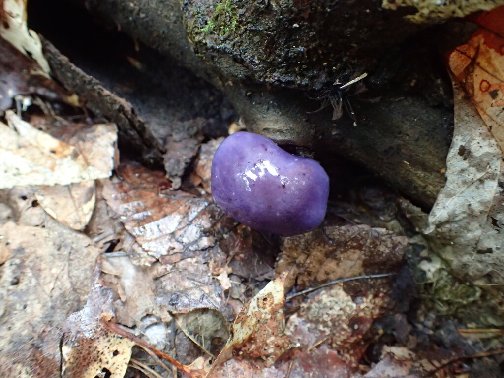 Viscid Violet Cort · August 2026 · photo: Photo: no rights reserved · iNaturalist