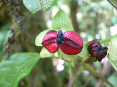 Drymonia brochidodroma