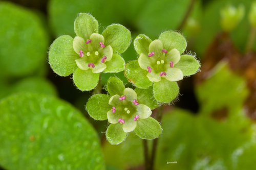 Dichondra sericea