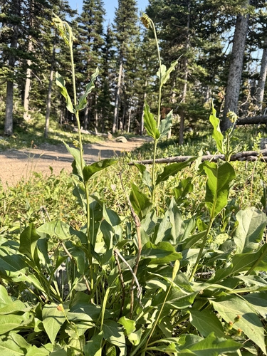 Helianthella quinquenervis, photograph 2