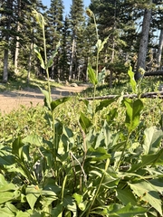 Helianthella quinquenervis, photograph (c) Matt Lavin, some rights reserved (CC BY-SA)