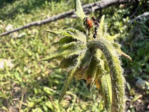 Helianthella quinquenervis, photograph 5