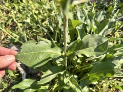 Helianthella quinquenervis, photograph (c) Matt Lavin, some rights reserved (CC BY-SA)