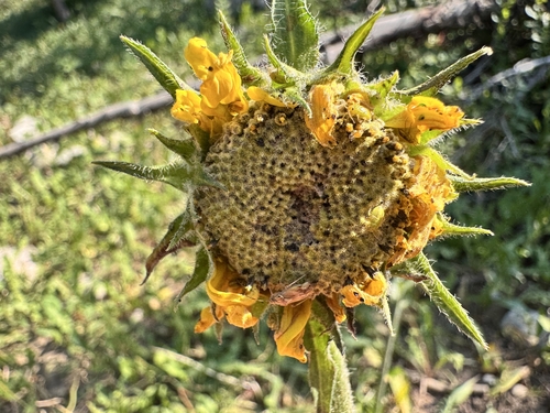 Helianthella quinquenervis, photograph 4