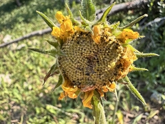 Helianthella quinquenervis, photograph (c) Matt Lavin, some rights reserved (CC BY-SA)