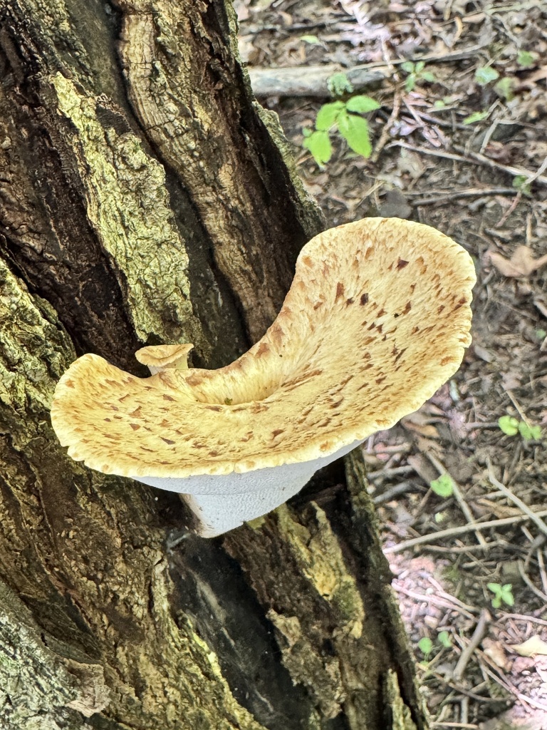 Dryad's Saddle · August 2026 · photo: Photo: (c) omaschildkamp55, some rights reserved (CC BY) · iNaturalist