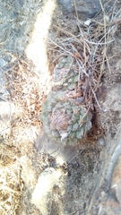 Strombocactus disciformis disciformis