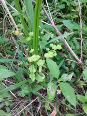 Euphorbia roemeriana